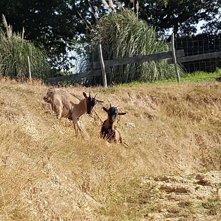 Les Brillas * Les Moutiers